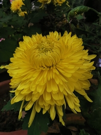 美丽的菊花