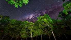 森林夜晚星空