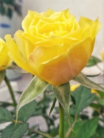 园林花卉 黄色玫瑰花 金色玫瑰