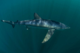 鲨鱼