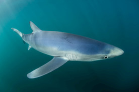 鲨鱼