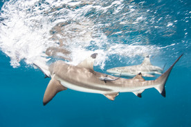 鲨鱼