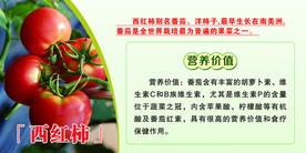 西红柿 西红柿营养价值展板