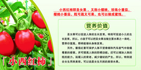 小西红柿 小西红柿营养价值