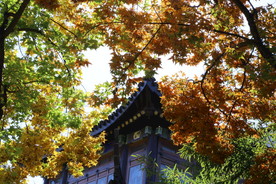 彩叶风景