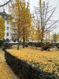 银杏树