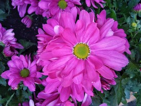 瓜叶菊 富贵菊 黄瓜花 粉花朵