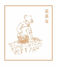 采茶女 采茶 采茶工艺
