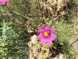 蜜蜂