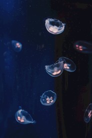 水母