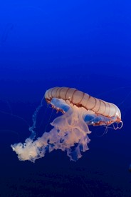 水母