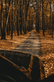 林中小路