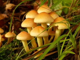 野生菌