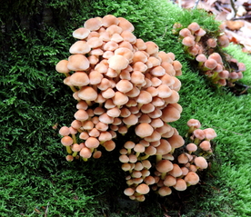 野生菌