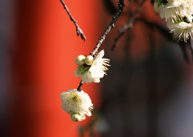 美丽的樱花