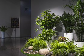 室内绿植园艺摄影