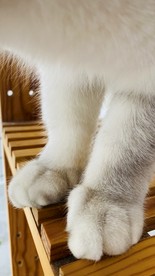 猫爪