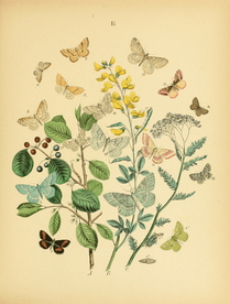 欧洲蝴蝶和飞蛾 Europea