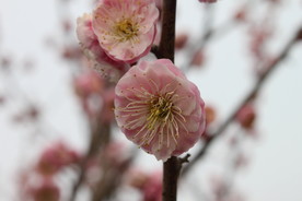 梅花—高清图