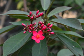 变叶珊瑚花