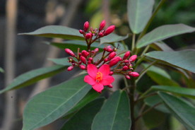 变叶珊瑚花