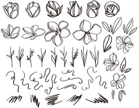 白描花苞花卉线稿