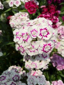 石竹花