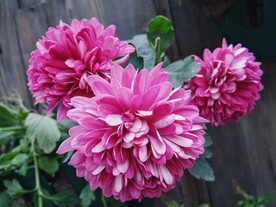 大丽菊 花朵 大丽花 蓝菊