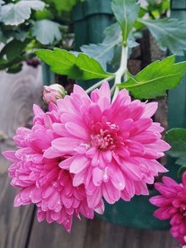 大丽菊 花朵 大丽花 蓝菊