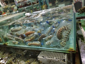 香港西贡手臂大皮皮虾钻瓶子