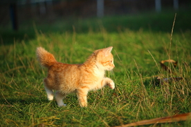 虎斑猫