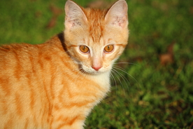 虎斑猫