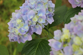 蓝色绣球花
