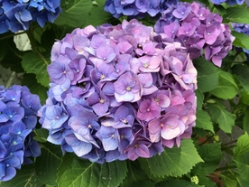 蓝色绣球花
