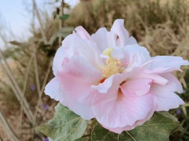 粉红花