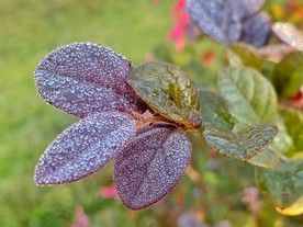 美丽鲜花