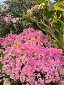 粉红花