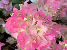 粉红花