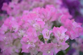 粉红花