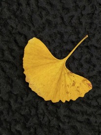 银杏叶 黄叶 树叶 秋季 叶子