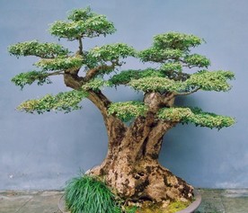 园林 盆景 植物 杜甫草堂