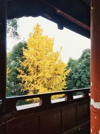 银杏树 黄叶 树叶 秋季 叶子