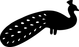 野生动物系 孔雀