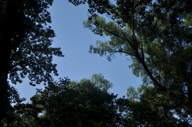 仰望天空