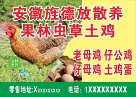 土鸡