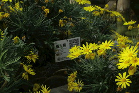 黄金菊