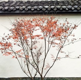 红色枫叶 秋天 叶子 树叶