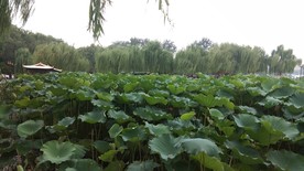 荷