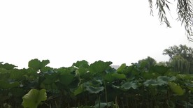 荷