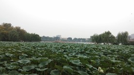 荷